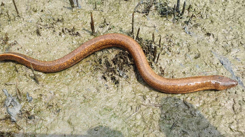 Người đ&agrave;n &ocirc;ng ở C&agrave; Mau c&oacute; biệt t&agrave;i bắt lịch bằng ch&acirc;n - Ảnh 1.