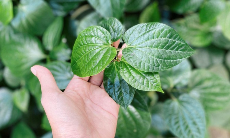 Bất ngờ loại l&aacute; gia vị gi&uacute;p trừ phong thấp mọc dại khắp vườn - Ảnh 1.