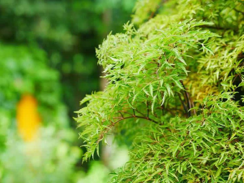 Loại c&acirc;y mệnh danh "nh&acirc;n s&acirc;m của người ngh&egrave;o", những người n&agrave;y chớ dại uống - Ảnh 1.