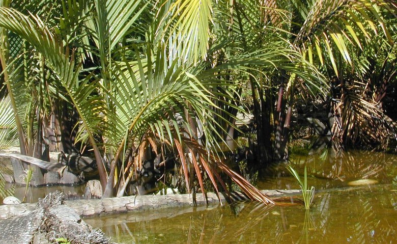 Loại quả mọc đầy v&ugrave;ng s&ocirc;ng nước Việt Nam được người Trung Quốc v&ocirc; c&ugrave;ng y&ecirc;u th&iacute;ch- Ảnh 2.