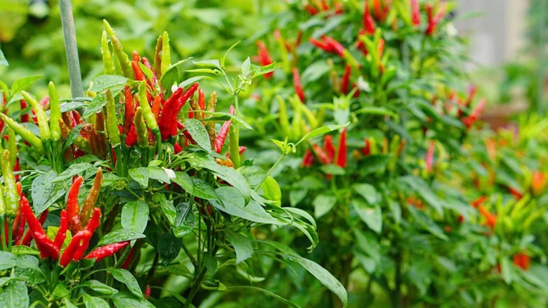 Loại l&aacute; b&eacute; t&iacute; v&iacute; như "kho canxi", nh&agrave; n&agrave;o cũng c&oacute; nhưng &iacute;t ai biết - Ảnh 1.