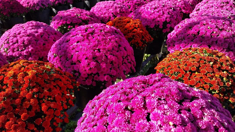 L&agrave;m mới m&igrave;nh, n&ocirc;ng d&acirc;n L&agrave;ng hoa Sa Đ&eacute;c trồng hoa kh&ocirc;ng đủ b&aacute;n - Ảnh 6.