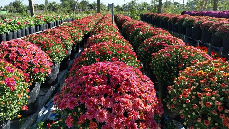 L&agrave;m mới m&igrave;nh, n&ocirc;ng d&acirc;n L&agrave;ng hoa Sa Đ&eacute;c trồng hoa kh&ocirc;ng đủ b&aacute;n - Ảnh 8.