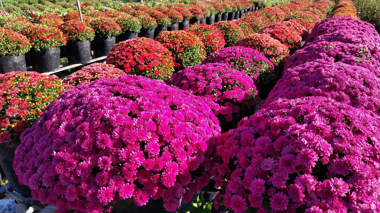 L&agrave;m mới m&igrave;nh, n&ocirc;ng d&acirc;n L&agrave;ng hoa Sa Đ&eacute;c trồng hoa kh&ocirc;ng đủ b&aacute;n - Ảnh 4.