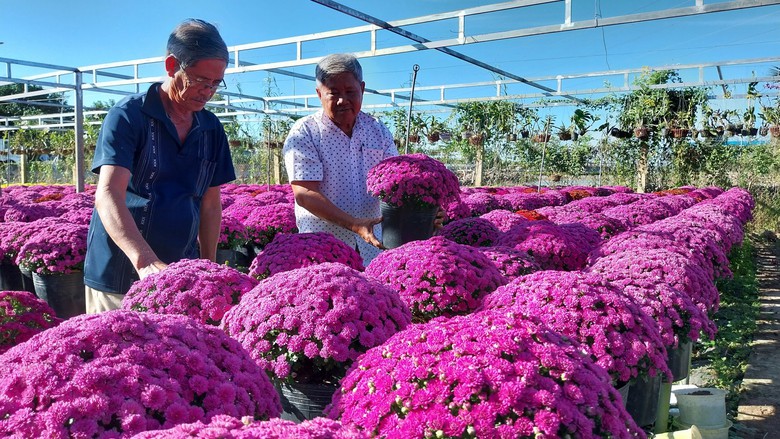 L&agrave;m mới m&igrave;nh, n&ocirc;ng d&acirc;n L&agrave;ng hoa Sa Đ&eacute;c trồng hoa kh&ocirc;ng đủ b&aacute;n - Ảnh 2.