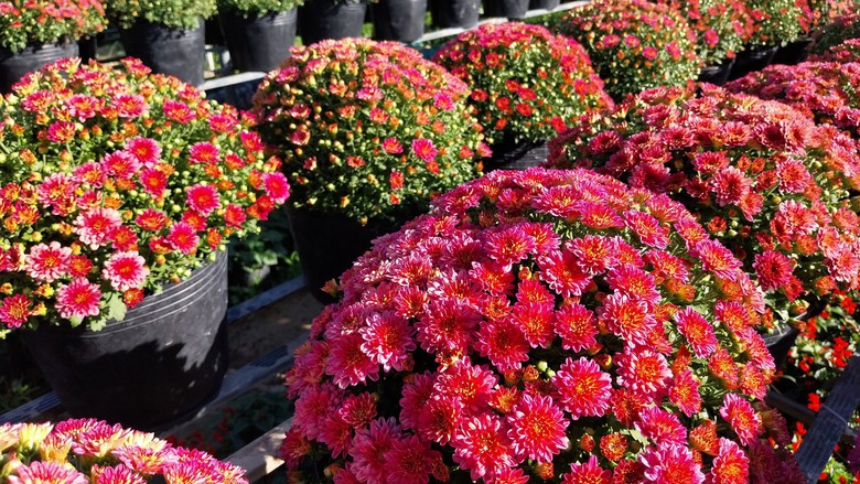 L&agrave;m mới m&igrave;nh, n&ocirc;ng d&acirc;n L&agrave;ng hoa Sa Đ&eacute;c trồng hoa kh&ocirc;ng đủ b&aacute;n - Ảnh 5.