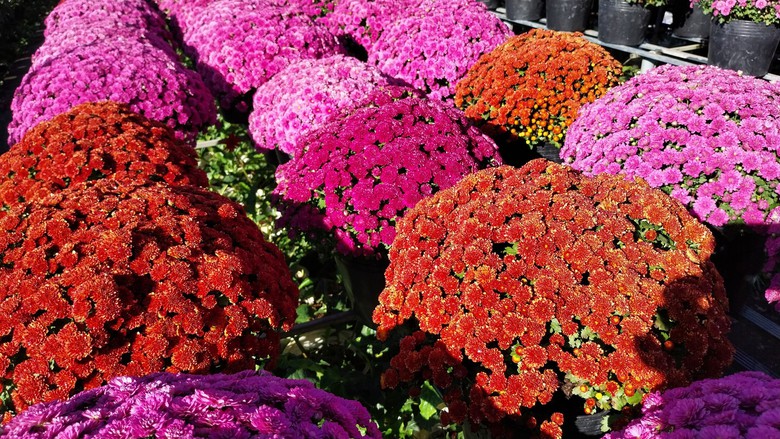 L&agrave;m mới m&igrave;nh, n&ocirc;ng d&acirc;n L&agrave;ng hoa Sa Đ&eacute;c trồng hoa kh&ocirc;ng đủ b&aacute;n - Ảnh 9.