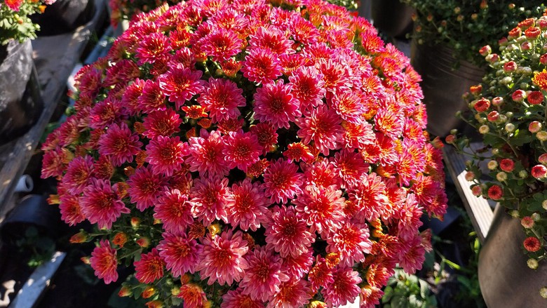 L&agrave;m mới m&igrave;nh, n&ocirc;ng d&acirc;n L&agrave;ng hoa Sa Đ&eacute;c trồng hoa kh&ocirc;ng đủ b&aacute;n - Ảnh 7.