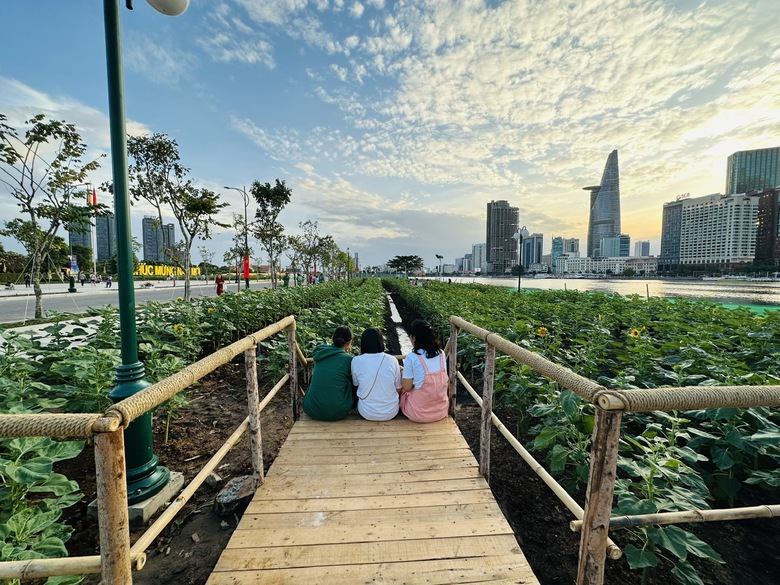 H&agrave;ng ngh&igrave;n người n&ocirc; nức ngắm vườn hoa hướng dương khoe sắc trong C&ocirc;ng vi&ecirc;n bờ s&ocirc;ng S&agrave;i G&ograve;n - Ảnh 5.