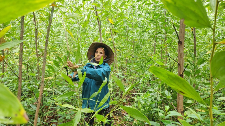 Quảng Ng&atilde;i: D&acirc;n bất ngờ bị thu hồi đất khai hoang hơn 40 năm - Ảnh 2.