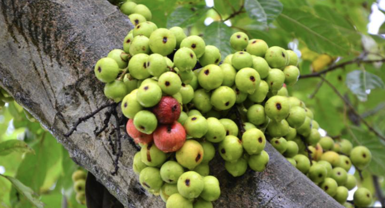 Loại quả mọc đầy bờ ao l&agrave;ng qu&ecirc; Việt, h&agrave;ng nhập khẩu gần 2 triệu một c&acirc;n - Ảnh 6.