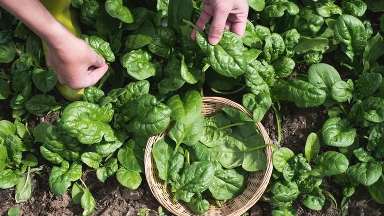 Loại rau nh&igrave;n qua tưởng c&acirc;y dại nhưng lại l&agrave; "thần dược" chống vi&ecirc;m nhiễm - Ảnh 4.