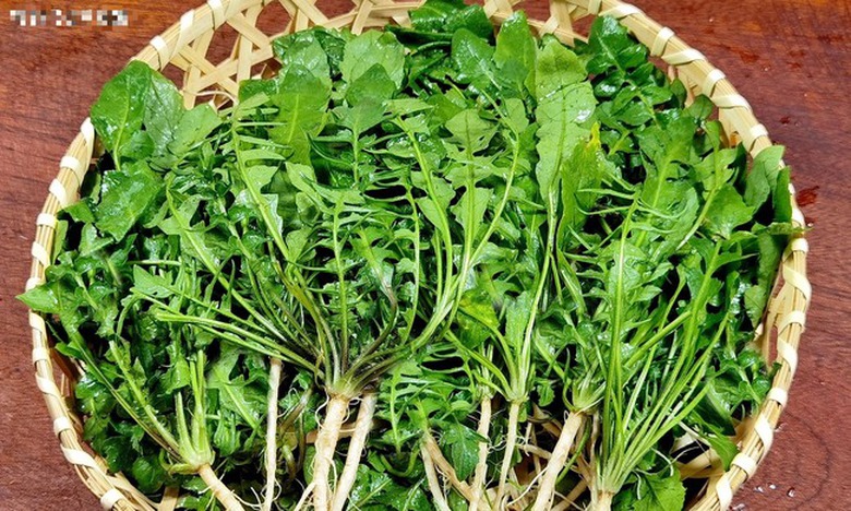 Loại rau c&oacute; canxi gấp 2 lần đậu n&agrave;nh, 7 lần thịt g&agrave;, ăn nhiều khỏe người, chắc xương, nấu g&igrave; cũng ngon - Ảnh 7.