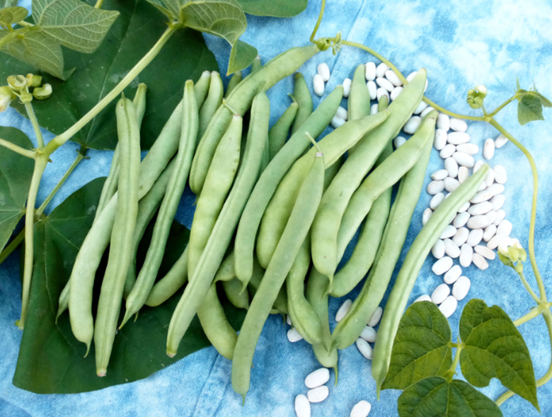 Loại rau canxi gấp 2 lần đậu n&agrave;nh, 7 lần thịt g&agrave;, ăn v&agrave;o  khỏe người chắc xương  - Ảnh 1.