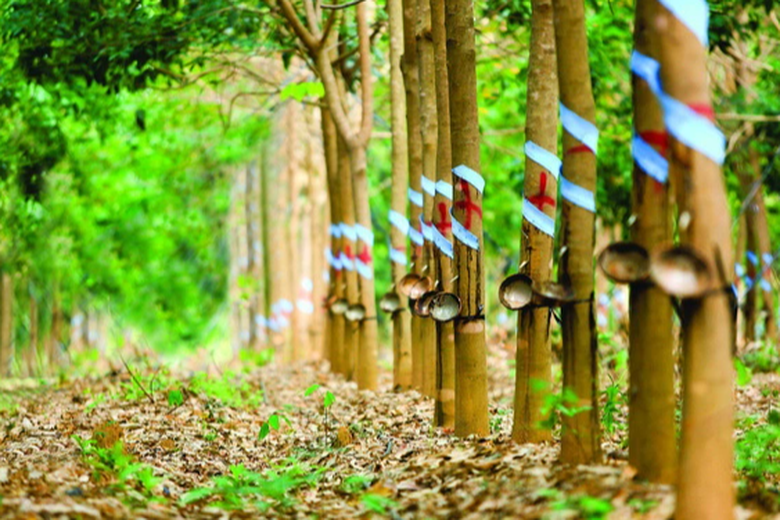 Trả cổ tức bằng tiền đến 30%, chứng khoán cao su đặt nhiều kỳ vọng - Ảnh 1. Trả cổ tức bằng tiền đến 30%, chứng khoán cao su đặt nhiều kỳ vọng - Ảnh 1.