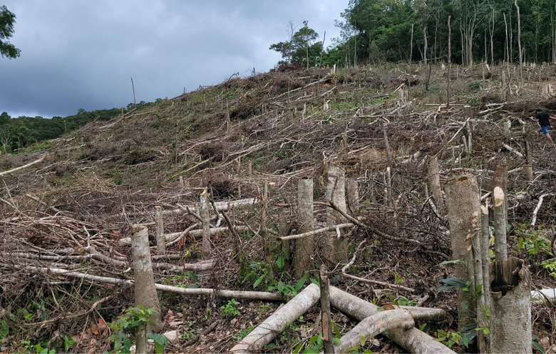 Điều tra 5ha rừng bị ph&aacute; tại Gia Lai  - Ảnh 2.