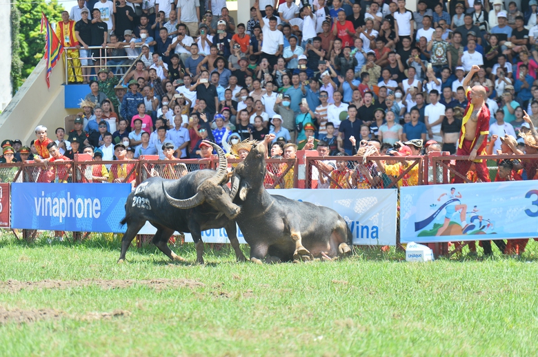 Những cái nhất trong lễ hội chọi trâu Đồ Sơn 2023 - Ảnh 5. Những cái nhất trong lễ hội chọi trâu Đồ Sơn 2023 - Ảnh 5.