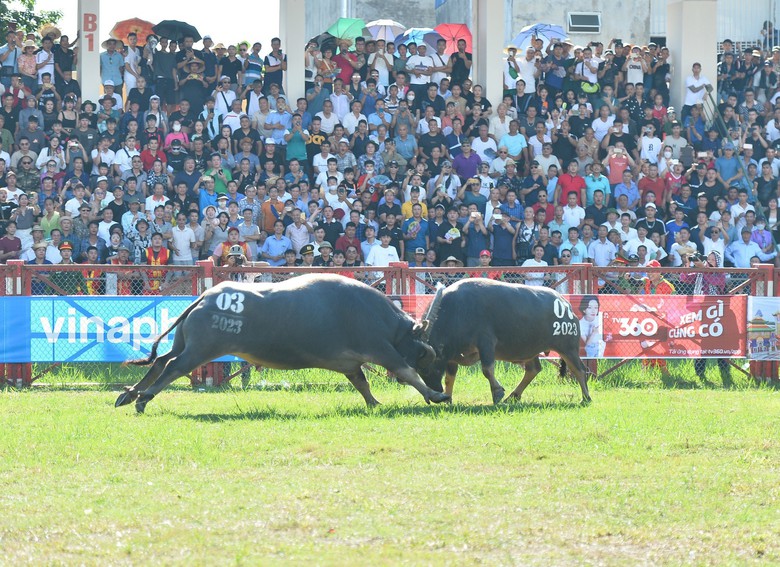 Những cái nhất trong lễ hội chọi trâu Đồ Sơn 2023 - Ảnh 4. Những cái nhất trong lễ hội chọi trâu Đồ Sơn 2023 - Ảnh 4.