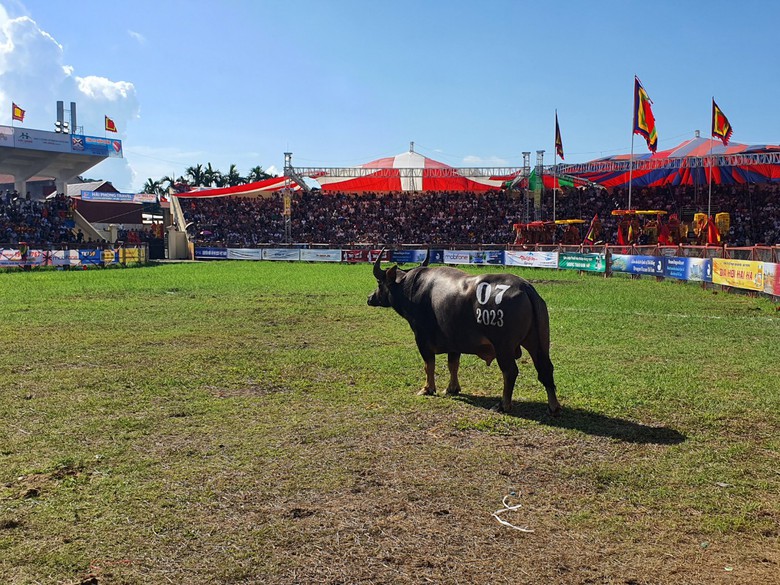 Những cái nhất trong lễ hội chọi trâu Đồ Sơn 2023 - Ảnh 6. Những cái nhất trong lễ hội chọi trâu Đồ Sơn 2023 - Ảnh 6.