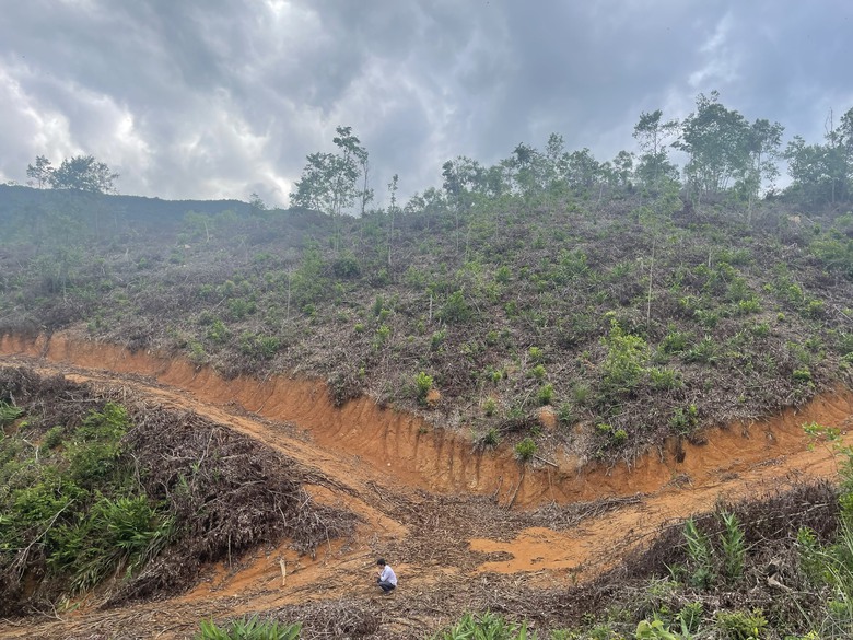 B&igrave;nh Định: Điều tra 2 vụ khai th&aacute;c hơn 4ha rừng trồng ph&ograve;ng hộ v&agrave; ủi mở đường tr&aacute;i ph&eacute;p - Ảnh 1.