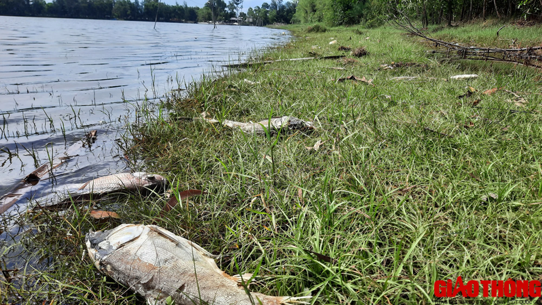 C&aacute; chết nổi lềnh bềnh bốc m&ugrave;i nồng nặc tại hồ sinh th&aacute;i đầm An Trung, Quảng Trị - Ảnh 3.