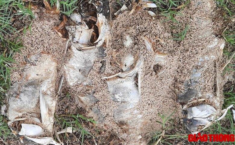C&aacute; chết nổi lềnh bềnh bốc m&ugrave;i nồng nặc tại hồ sinh th&aacute;i đầm An Trung, Quảng Trị - Ảnh 7.