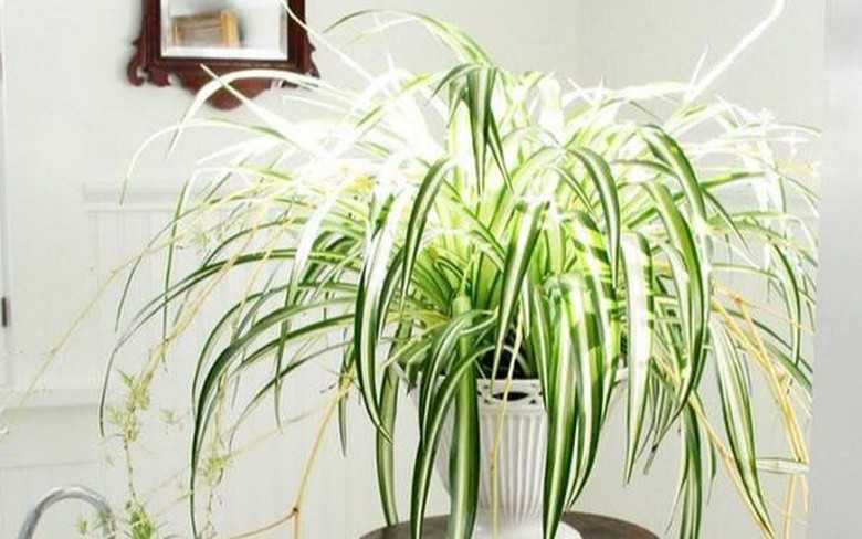 Loại c&acirc;y b&agrave;y ở ph&ograve;ng ngủ vừa gi&uacute;p ngủ ngon, tốt cho sức khỏe vừa h&uacute;t t&agrave;i lộc- Ảnh 7.