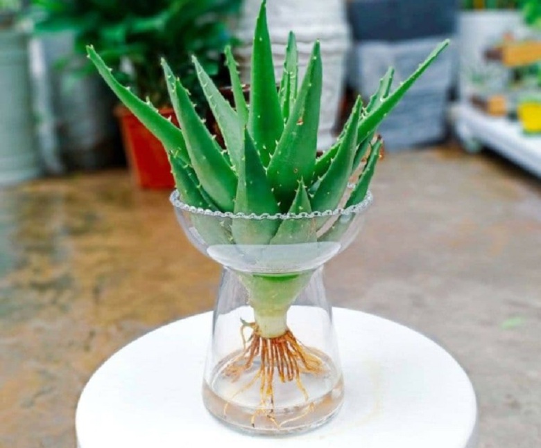 Loại c&acirc;y b&agrave;y ở ph&ograve;ng ngủ vừa gi&uacute;p ngủ ngon, tốt cho sức khỏe vừa h&uacute;t t&agrave;i lộc- Ảnh 6.