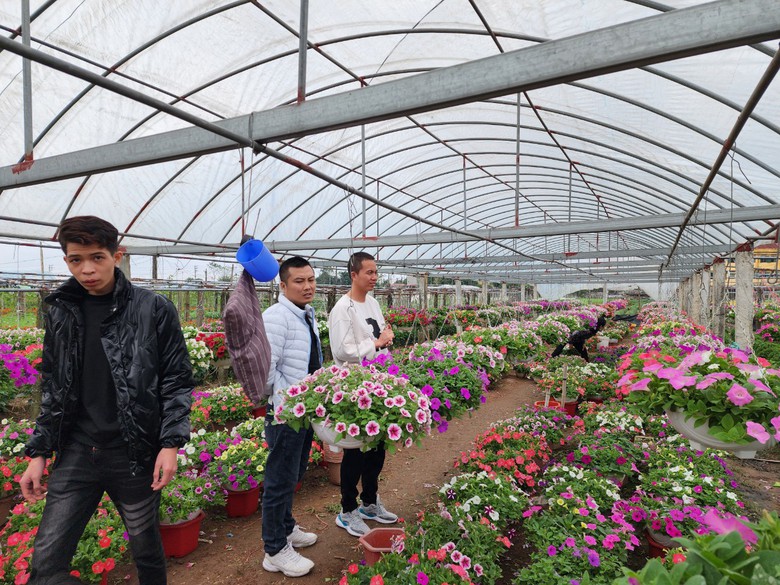 L&agrave;ng hoa lớn nhất Th&aacute;i B&igrave;nh tấp nập kh&aacute;ch mua, gi&aacute; hoa Tết dự kiến tăng nhẹ- Ảnh 7.