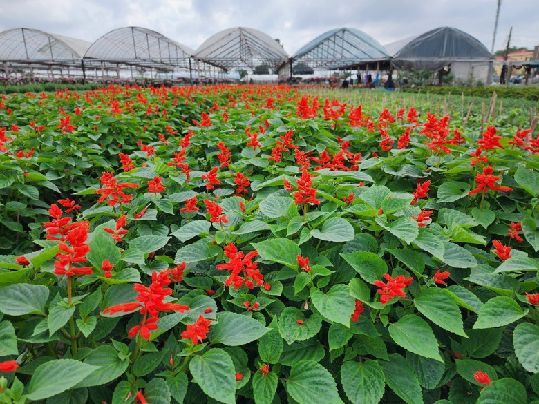 L&agrave;ng hoa lớn nhất Th&aacute;i B&igrave;nh tấp nập kh&aacute;ch mua, gi&aacute; hoa Tết dự kiến tăng nhẹ- Ảnh 1.