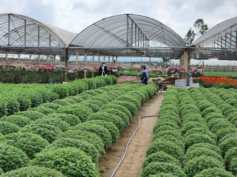 L&agrave;ng hoa lớn nhất Th&aacute;i B&igrave;nh tấp nập kh&aacute;ch mua, gi&aacute; hoa Tết dự kiến tăng nhẹ- Ảnh 5.