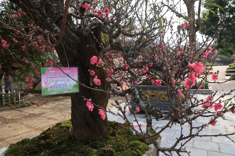 Du kh&aacute;ch th&iacute;ch th&uacute; với hội thi hoa đ&agrave;o lần đầu tổ chức ở Thủ đ&ocirc;- Ảnh 4.