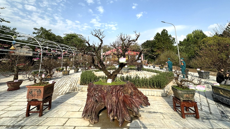 Du kh&aacute;ch th&iacute;ch th&uacute; với hội thi hoa đ&agrave;o lần đầu tổ chức ở Thủ đ&ocirc;- Ảnh 5.