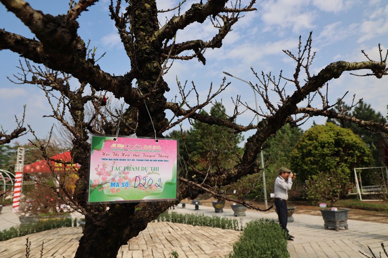 Du kh&aacute;ch th&iacute;ch th&uacute; với hội thi hoa đ&agrave;o lần đầu tổ chức ở Thủ đ&ocirc;- Ảnh 6.