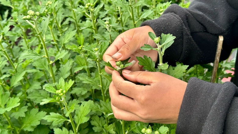 N&ocirc;ng d&acirc;n Đ&agrave; Nẵng tất bật chăm hoa, sẵn s&agrave;ng phục vụ chợ Tết- Ảnh 6.