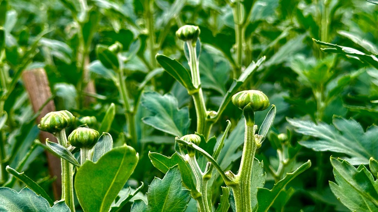 N&ocirc;ng d&acirc;n Đ&agrave; Nẵng tất bật chăm hoa, sẵn s&agrave;ng phục vụ chợ Tết- Ảnh 7.