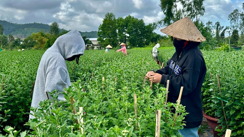 N&ocirc;ng d&acirc;n Đ&agrave; Nẵng tất bật chăm hoa, sẵn s&agrave;ng phục vụ chợ Tết- Ảnh 8.