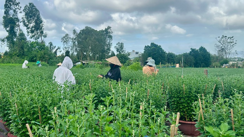 N&ocirc;ng d&acirc;n Đ&agrave; Nẵng tất bật chăm hoa, sẵn s&agrave;ng phục vụ chợ Tết- Ảnh 9.