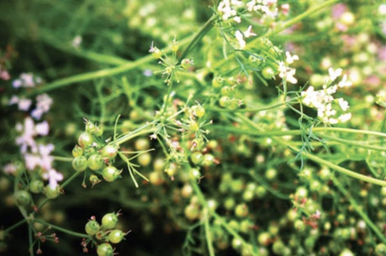 Loại rau gi&agrave;u vitamin C kh&ocirc;ng k&eacute;m cam, chanh, chỉ ngửi đ&atilde; thấy "m&ugrave;i Tết"- Ảnh 5.