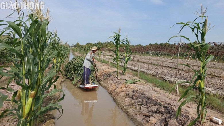 N&ocirc;ng d&acirc;n Bạc Li&ecirc;u tr&uacute;ng m&ugrave;a bắp, hứa hẹn đ&oacute;n Tết sung t&uacute;c, ấm no- Ảnh 9.