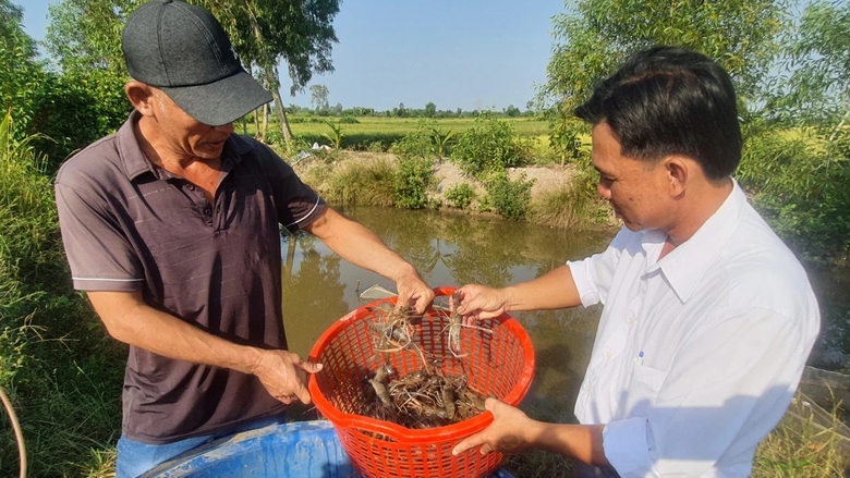 N&ocirc;ng d&acirc;n Bạc Li&ecirc;u tất bật thu hoạch t&ocirc;m c&agrave;ng xanh đ&oacute;n Tết- Ảnh 6.