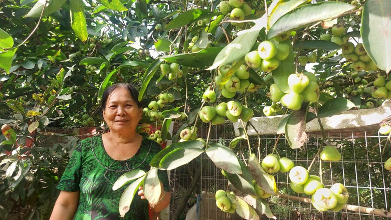 Mướt xanh vườn mận đường 22 năm tuổi giữa TP S&oacute;c Trăng- Ảnh 2.