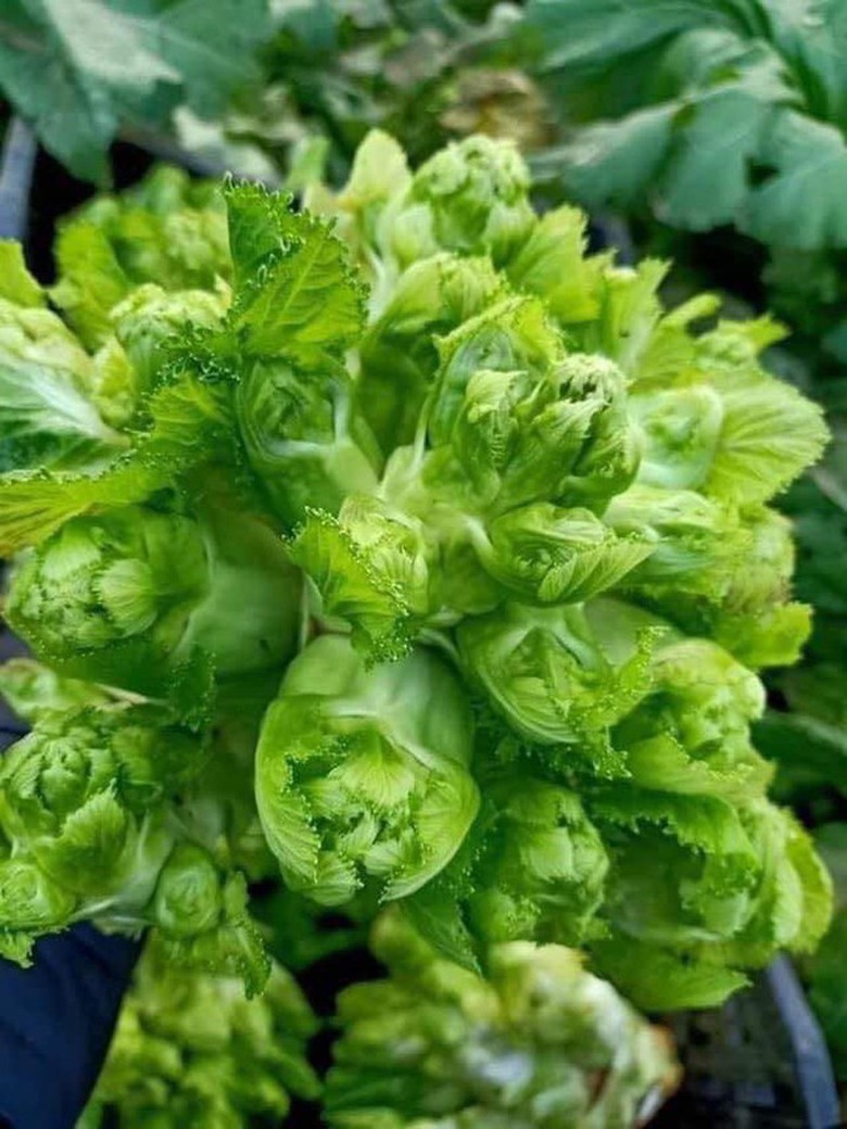 Loại rau chỉ c&oacute; trong m&ugrave;a đ&ocirc;ng, gi&aacute; một c&acirc;n cả trăm ng&agrave;n vẫn nhiều người săn l&ugrave;ng- Ảnh 1.