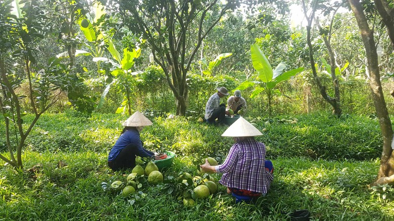 N&ocirc;ng d&acirc;n xứ bưởi Năm Roi thở d&agrave;i v&igrave; đặc sản lại mất gi&aacute;- Ảnh 2.