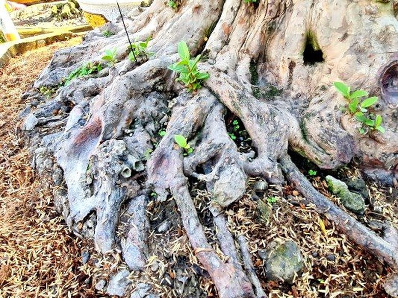Cây ổi cổ thụ 200 năm tuổi nổi vân gỗ đỏ thẫm khi tưới nước có giá hơn nửa tỷ- Ảnh 2. Cây ổi cổ thụ 200 năm tuổi nổi vân gỗ đỏ thẫm khi tưới nước có giá hơn nửa tỷ- Ảnh 2.