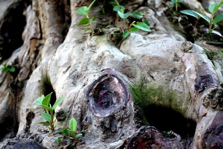 Cây ổi cổ thụ 200 năm tuổi nổi vân gỗ đỏ thẫm khi tưới nước có giá hơn nửa tỷ- Ảnh 3. Cây ổi cổ thụ 200 năm tuổi nổi vân gỗ đỏ thẫm khi tưới nước có giá hơn nửa tỷ- Ảnh 3.