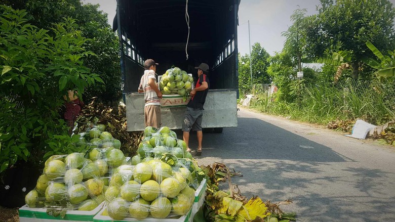 N&ocirc;ng d&acirc;n xứ bưởi Năm Roi thở d&agrave;i v&igrave; đặc sản lại mất gi&aacute;- Ảnh 5.