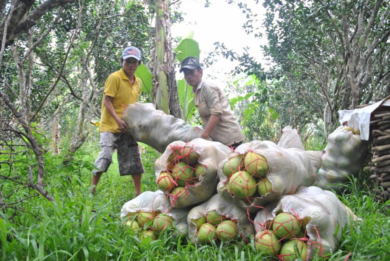 N&ocirc;ng d&acirc;n xứ bưởi Năm Roi thở d&agrave;i v&igrave; đặc sản lại mất gi&aacute;- Ảnh 6.