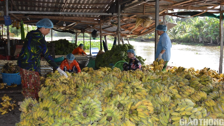 L&agrave;ng nghề &eacute;p chuối kh&ocirc; nổi tiếng C&agrave; Mau tất bật v&agrave;o vụ Tết- Ảnh 1.