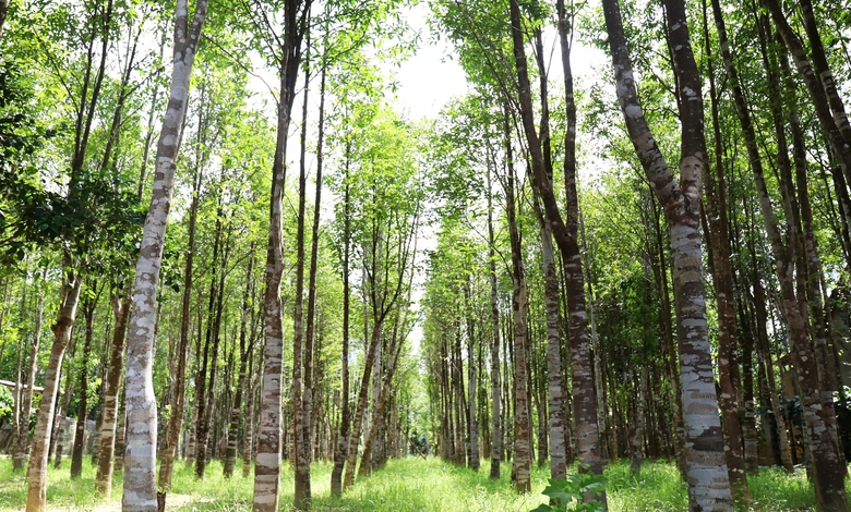 Về l&agrave;ng đẽo c&acirc;y t&igrave;m trầm nức tiếng ở H&agrave; Tĩnh- Ảnh 1.